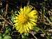 Tussilago farfara - coltsfoot (Huflattich) with an insect