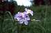 One of the rarest plants on earth, Idaho Phlox (Phlox idahonis)