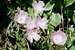 Farewell-to-spring (Clarkia amoena)