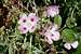 Farewell-to-spring (Clarkia amoena)