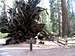 Fallen Sequoia
