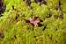 Oak Leaf on Mossy Carpet