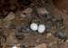Horned Owl Nest-Eggs