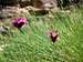 Turkish carnations with a fly