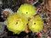 Mojave Prickly-Pear Blooms