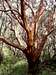 Tree-sized Manzanita