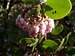 Manzanita Flowers