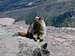 Marmot on Oberlin