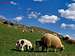 Sheep on Lukomir village