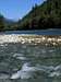 Skagit River