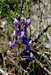 Upland Larkspur (Delphinium nuttallianum)