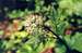 Baneberry (Actaea rubra)