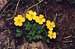 Subalpine Buttercup (Ranunculus eschscholtzii)