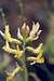 The Dalles Milkvetch (Astragalus sclerocarpus)