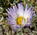Mojave Aster on Guardian