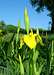 Yellow flag Iris <b><i>Iris pseudacorus</b></i>