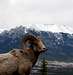 Bighorn Sheep