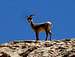 Ewe high above Pine Creek