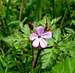 Geranium robertianum - Herb Robert (Storchenschnabel)