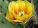 Prickly Pear Cactus Flower