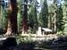Yosemite's Mariposa Upper Grove