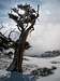 Mighty Bristlecone Tree