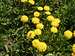 Dandelions and Bee (Taraxacum officinale )