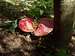 Poisonous Mushrooms (Amanita muscaria)