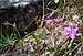 Upright Blooms on Wild Geranium