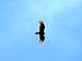 Turkey Vulture waits for me to drop