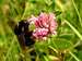 Trifolium pratense (Réti lóhere)