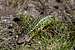 Female Schreiber's Green Lizard (Lacerta schreiberi)