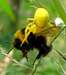 Goldenrod crab spider killing Bumble Bee