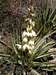 Yucca Flower Stalk