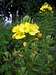 evening primrose <b><i>Oenothera