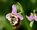 Ophrys candica f. minoa