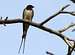 <a href=http://www.summitpost.org/image/301943/283408/swallow-hirundo-rustica-ii.html>Kindest bird ever</a>