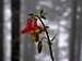 Red Columbine