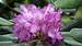 Catawba rhododendron