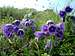 <b>Alpine bellflower</b> - <i>Campanula alpina</i>