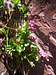 Purple Flower to Compliment Maroon Bells