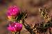 Beautiful Cacti Flowers