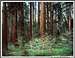 Giant Forest & dogwood