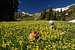 Sopris and Raymond amongst the Glacier Lilies