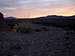 Desert Marigolds at sunrise