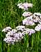 Achillea millefolium - Yarrow (Schafgarbe)