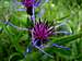 Centaurea montana