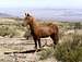 Wild Mustang near North Canyon