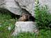 RNMP Marmot