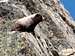 Marmot in the Goat Rocks
